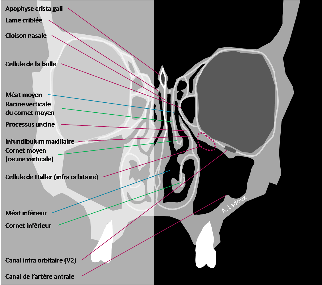 Anatomie – Sinus – PinkyBone