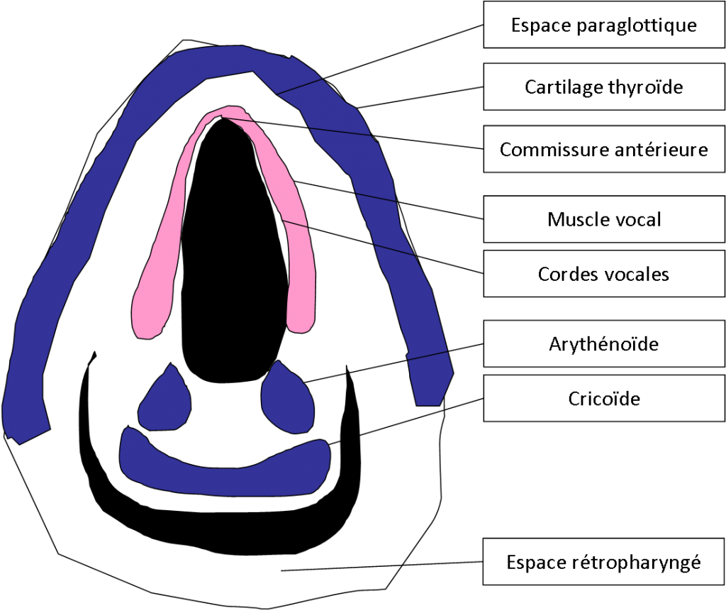 Anatomie Pharyngo larynx PinkyBone