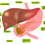 Anatomie des voies biliaires