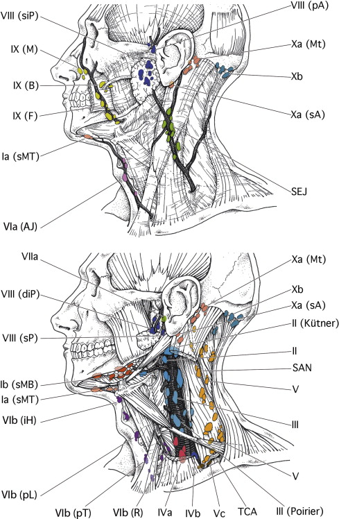 Anatomie – Aires ganglionnaires cervicales – PinkyBone