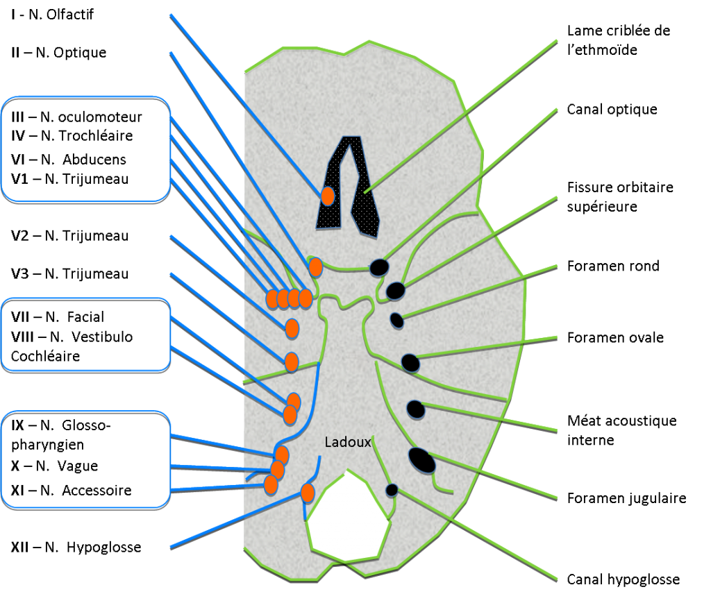 foramens de la base du crane PinkyBone