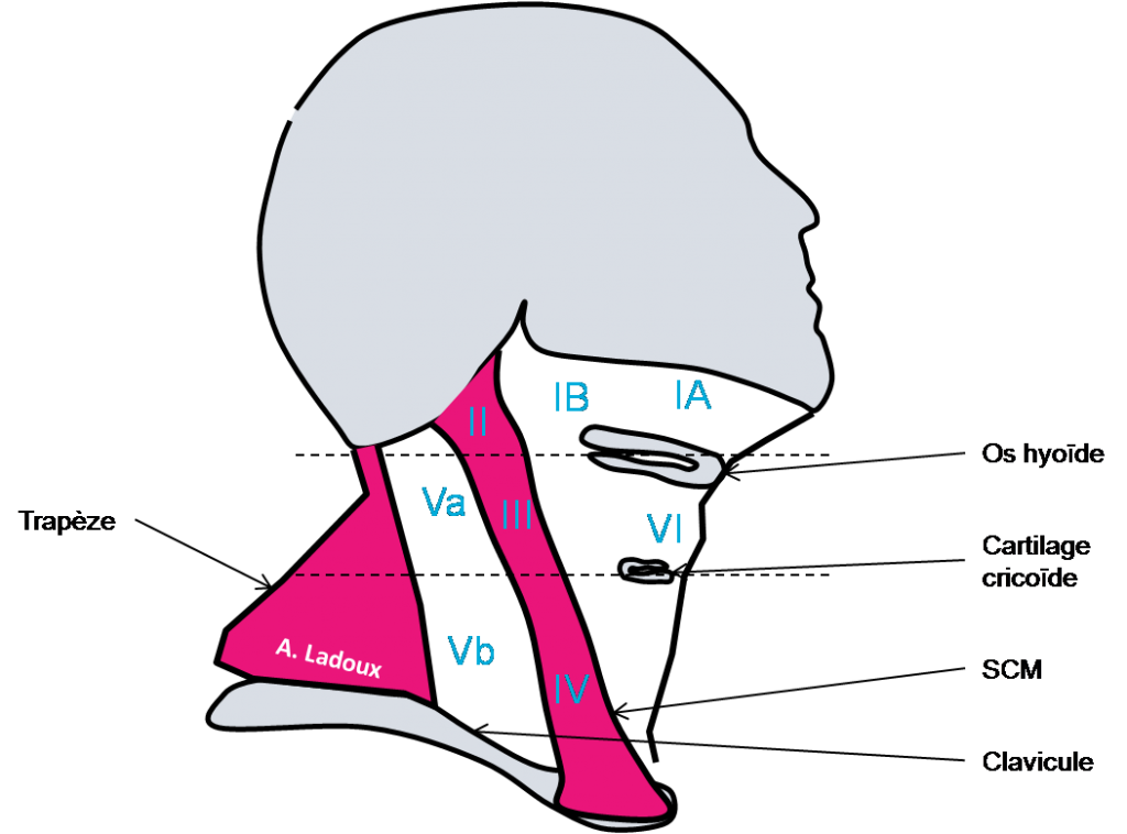anatomie lymphatique cervicale
