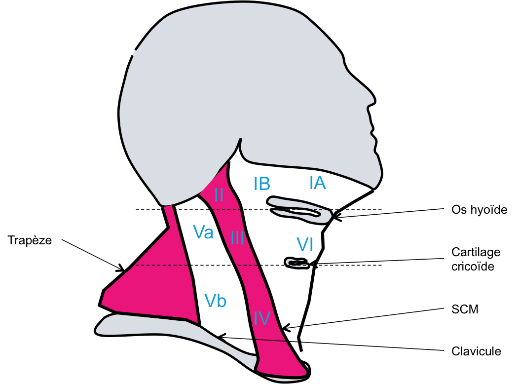 Anatomie – Aires ganglionnaires cervicales – PinkyBone