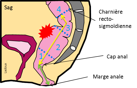 anatomie 2