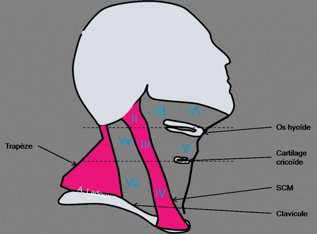 ANATOMIE LYMPHATIQUE CERVICALE PinkyBone anatomie-lymphatique-cervicale-pinkybone