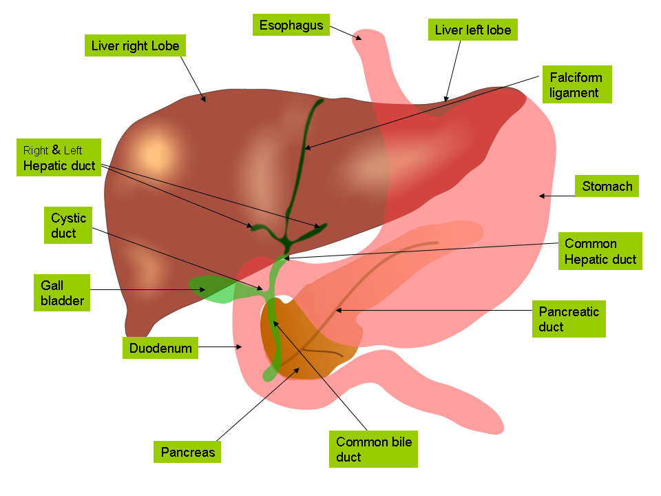 Anatomie des voies biliaires