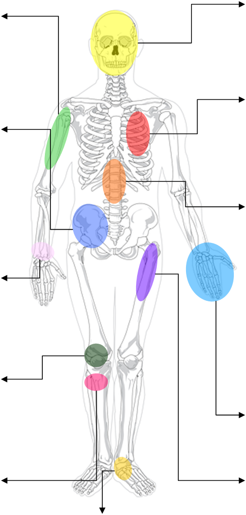 anatomie