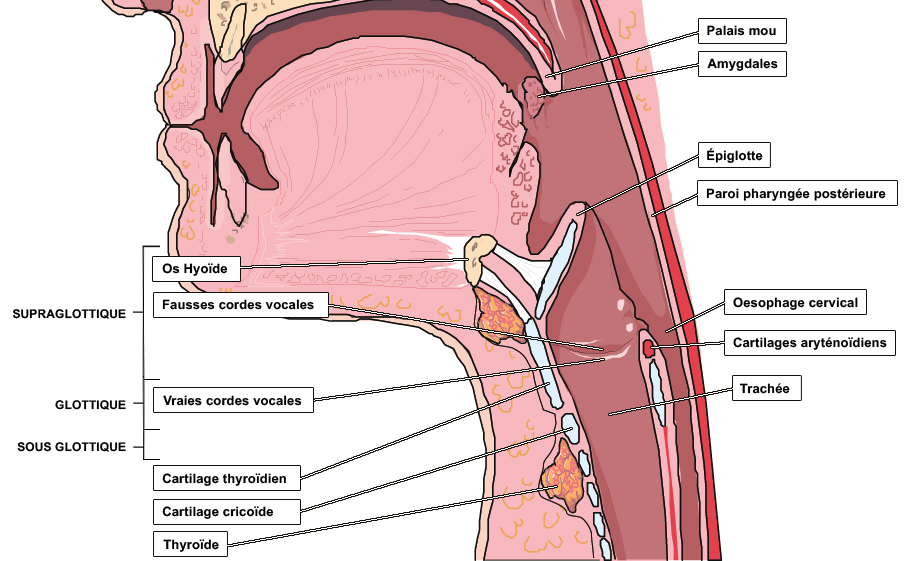 Source : http://www.palli-science.com/imageries-cou-orl