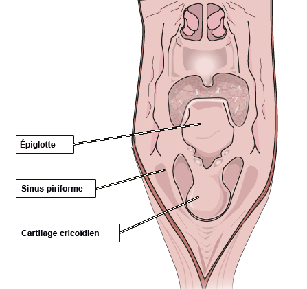 Source : http://www.palli-science.com/imageries-cou-orl