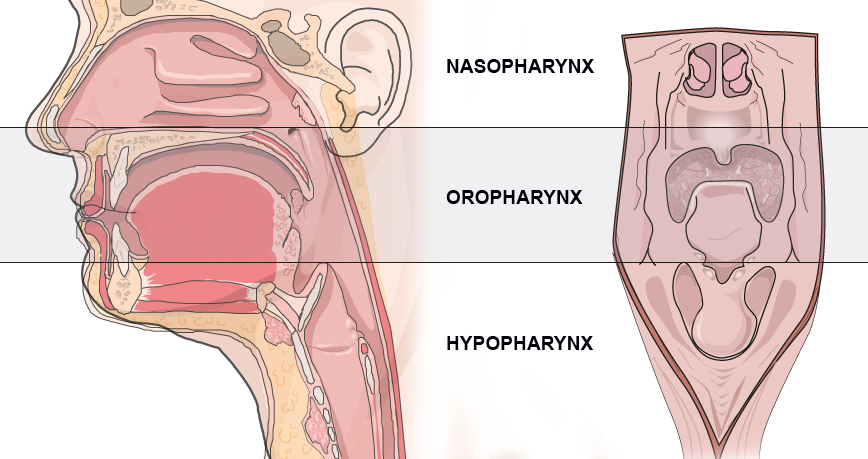 Source : http://www.palli-science.com/imageries-cou-orl