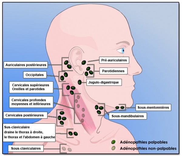 Anatomie Aires ganglionnaires cervicales PinkyBone