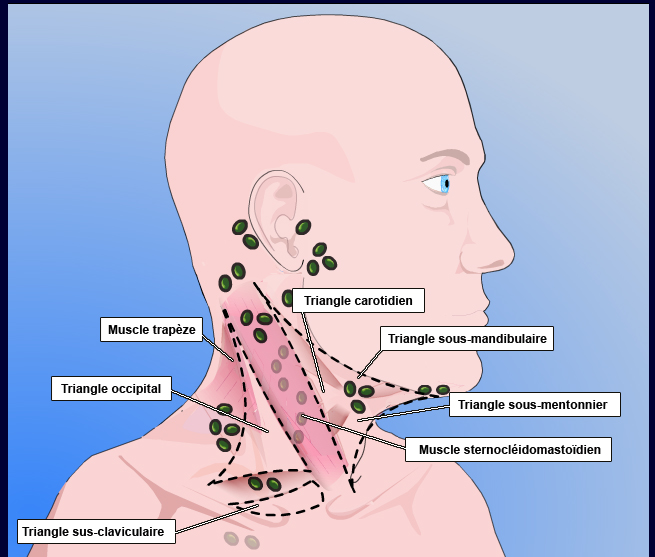 Source : http://www.palli-science.com/imageries-cou-orl