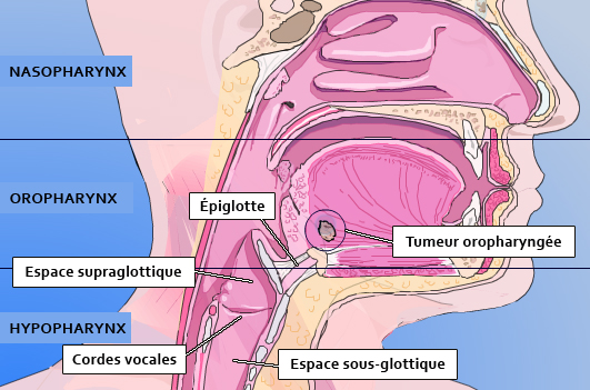 Source : http://www.palli-science.com/imageries-cou-orl