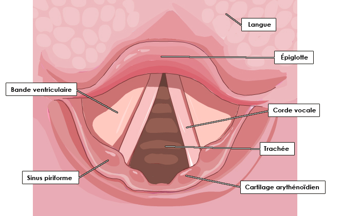 Source : http://www.palli-science.com/imageries-cou-orl