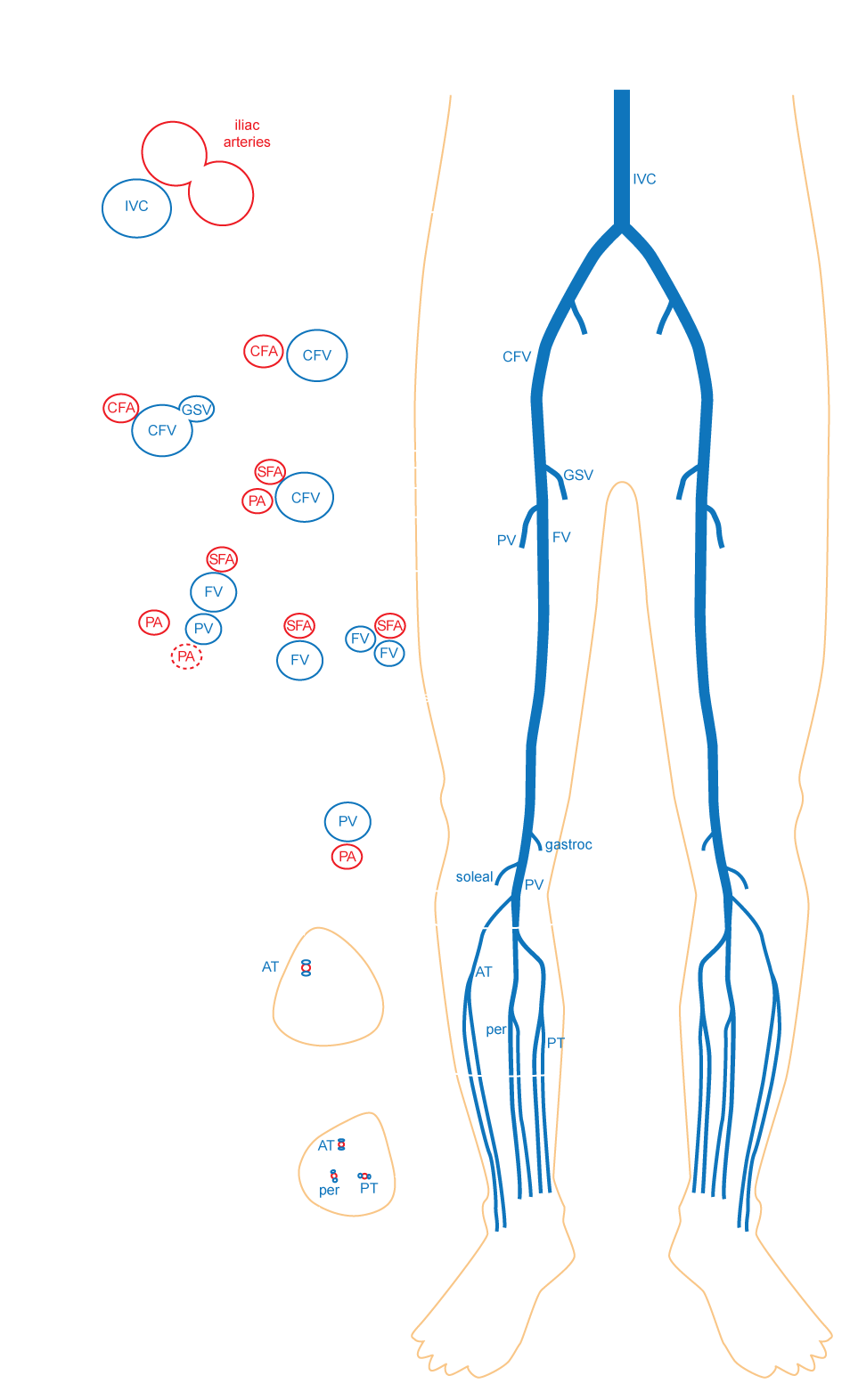 Source: http://www.echopraxis.com/dvt-and-lower-limb-ultrasound/